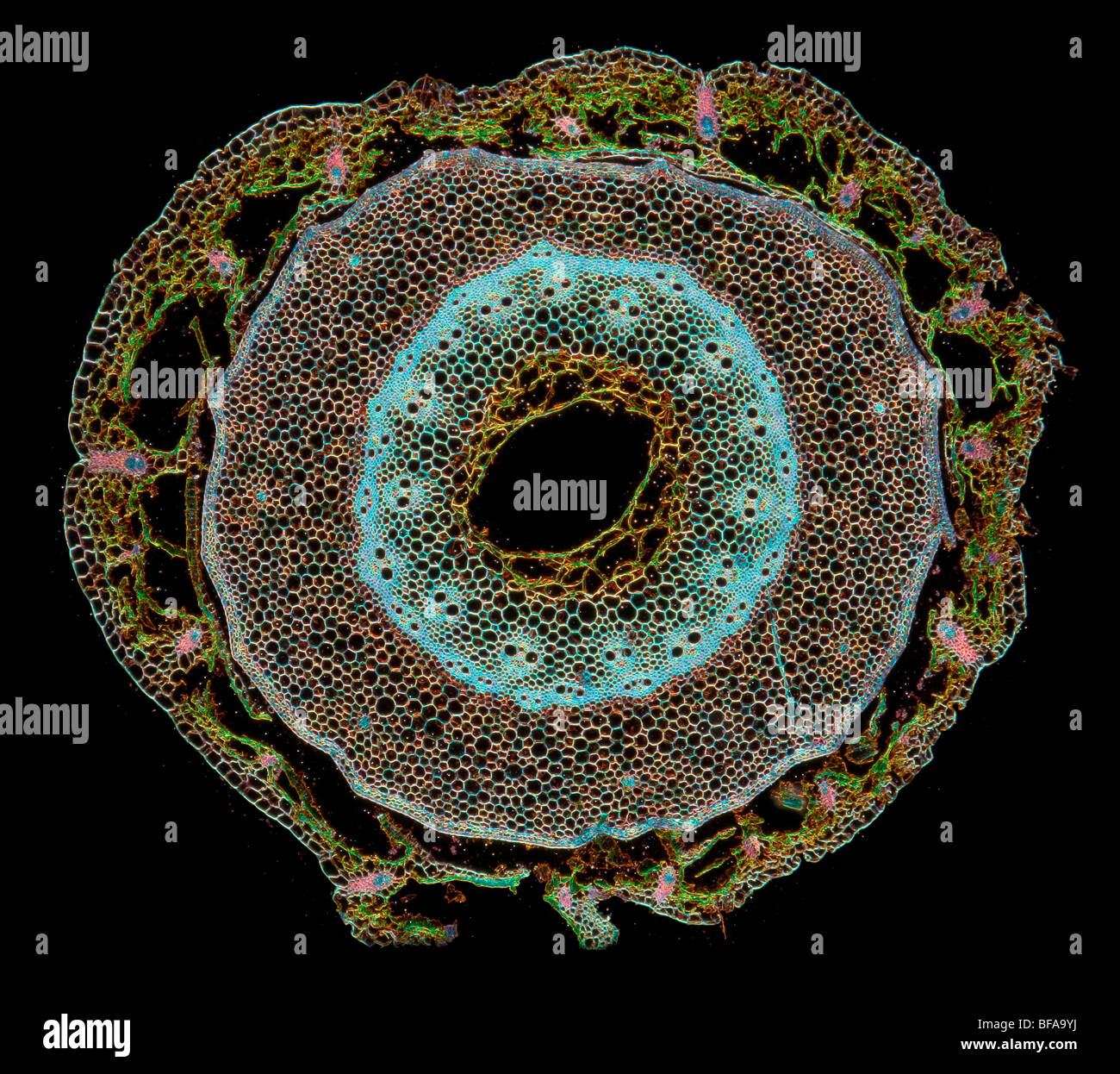Elytrigia Repens, Quecken, Wurzel Abschnitt TS Dunkelfeld Mikrophotographie Stockfoto