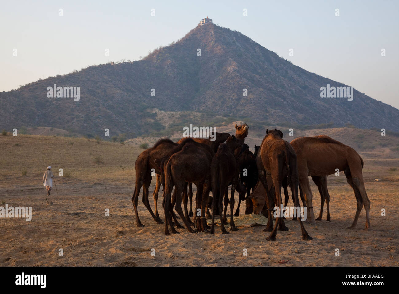 Gayatri-Hügel-Hindu-Tempel und Kamele auf dem Kamel Messe in Indien Pushkar Stockfoto