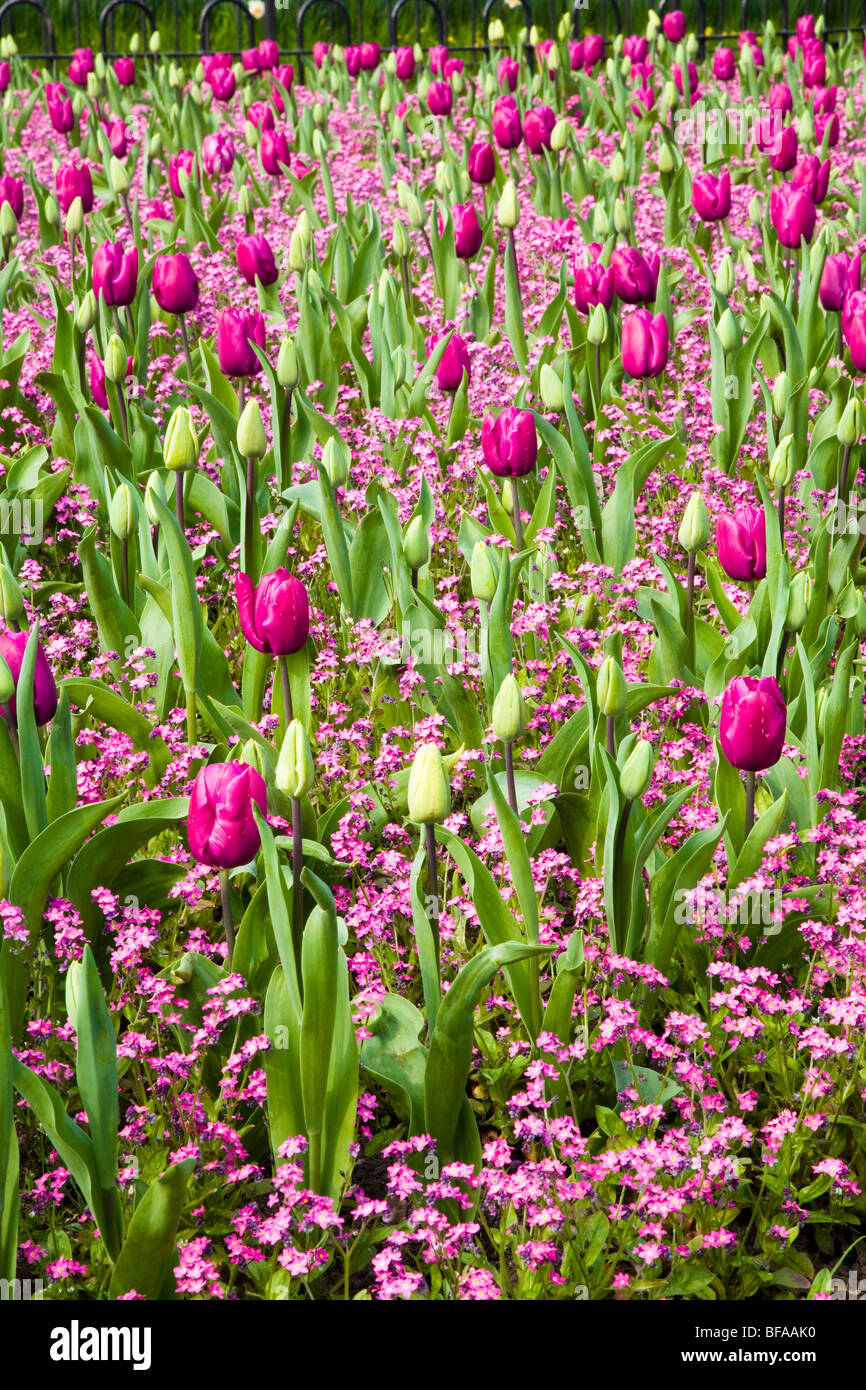 Tulpen und für-sich-mir-Nots, Gorsnedd Gärten, fCardiff, Wales, U.K Stockfoto