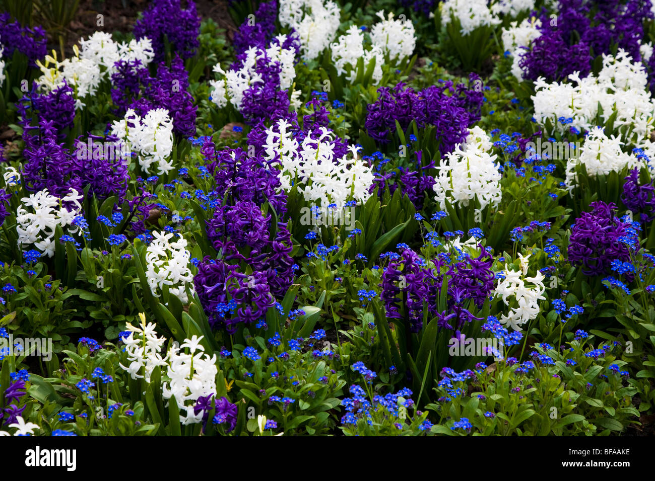 Hyazinthen und für-sich-mir-Nots, Gorsnedd Gärten, Cardiff, Wales, Großbritannien Stockfoto