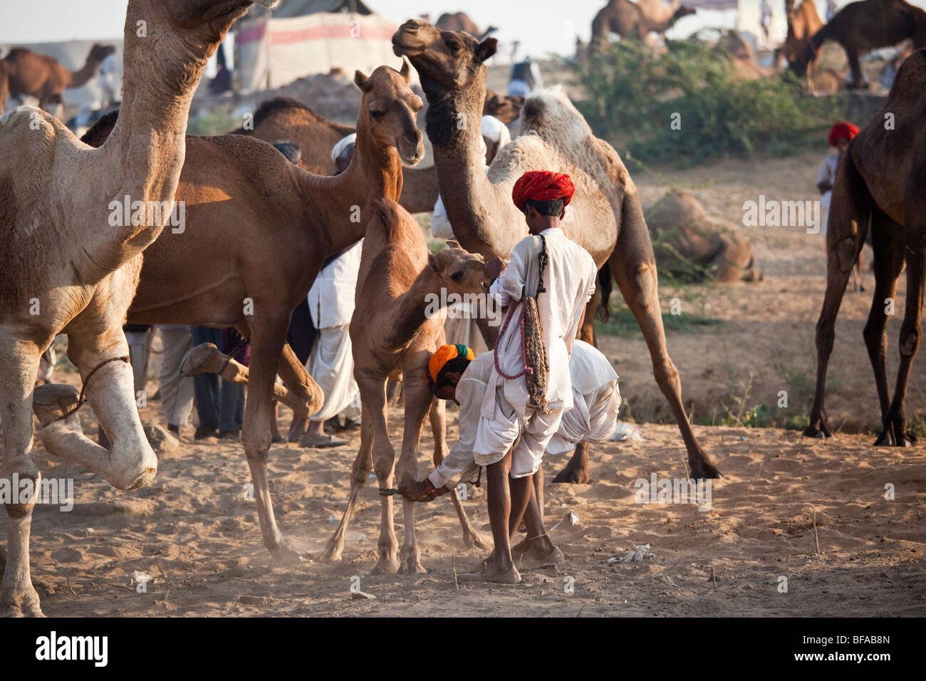 Rajputs verbindlich die Beine von einem Babykamel auf der Camel Fair in Pushkar Indien Stockfoto