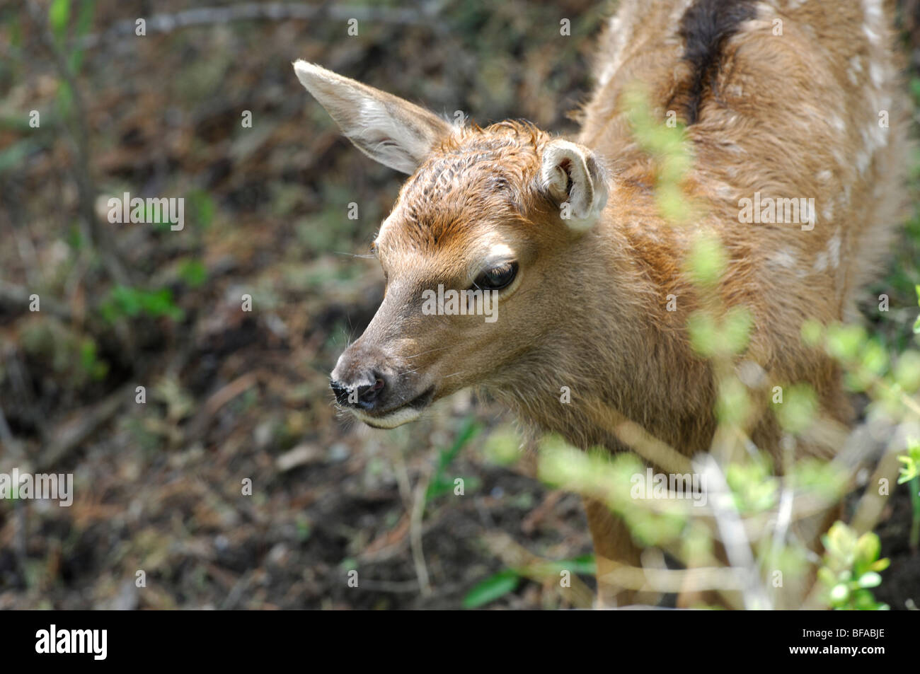 Stock Foto von einem Neugeborenen Elch Kalb in der Bürste, Yellowstone-Nationalpark. Stockfoto