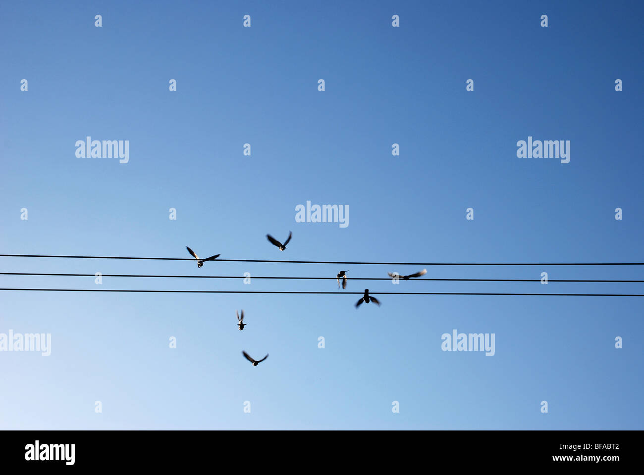 Vögel fliegen von Telefonleitungen Stockfoto