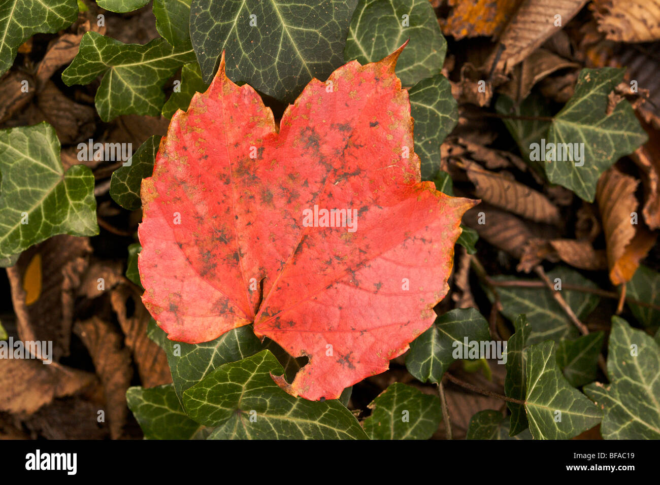 Red Boston Efeublatt ruht auf Englisch Efeu grüne Blätter. Die beiden Arten sind voneinander unabhängig. Stockfoto