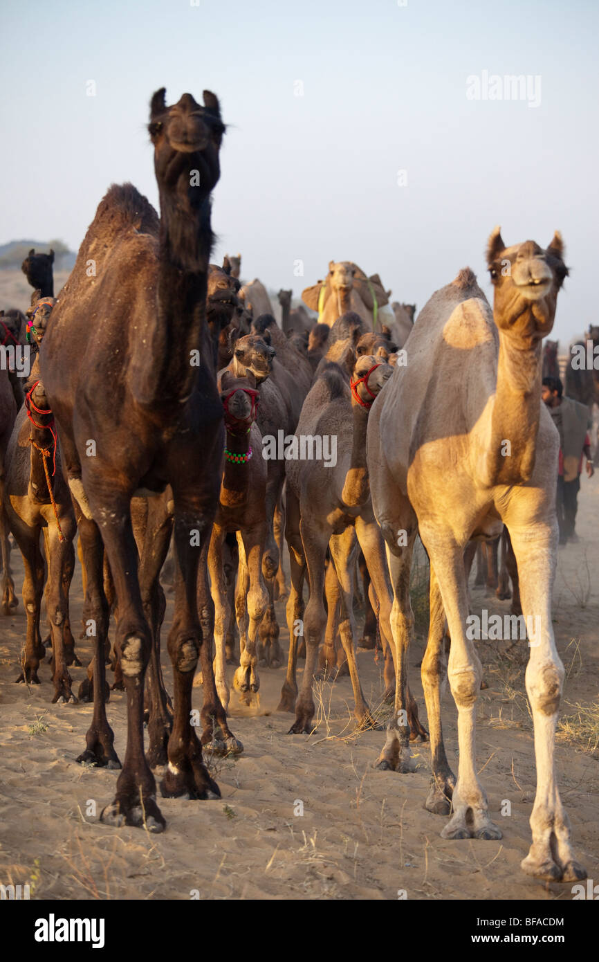 Herde von Kamelen auf der Camel Fair in Pushkar Indien Stockfoto