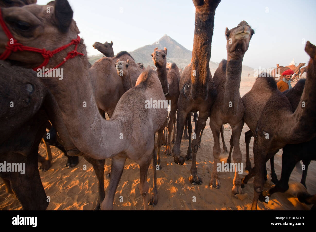 Herde von Kamelen auf der Camel Fair in Pushkar Indien Stockfoto
