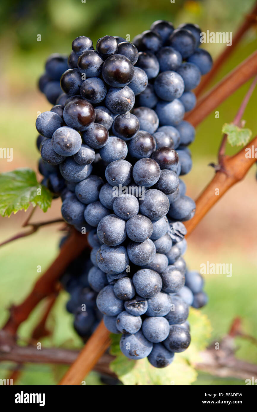 Trauben in den Weinbergen der Weinberge des südlichen Burgenland