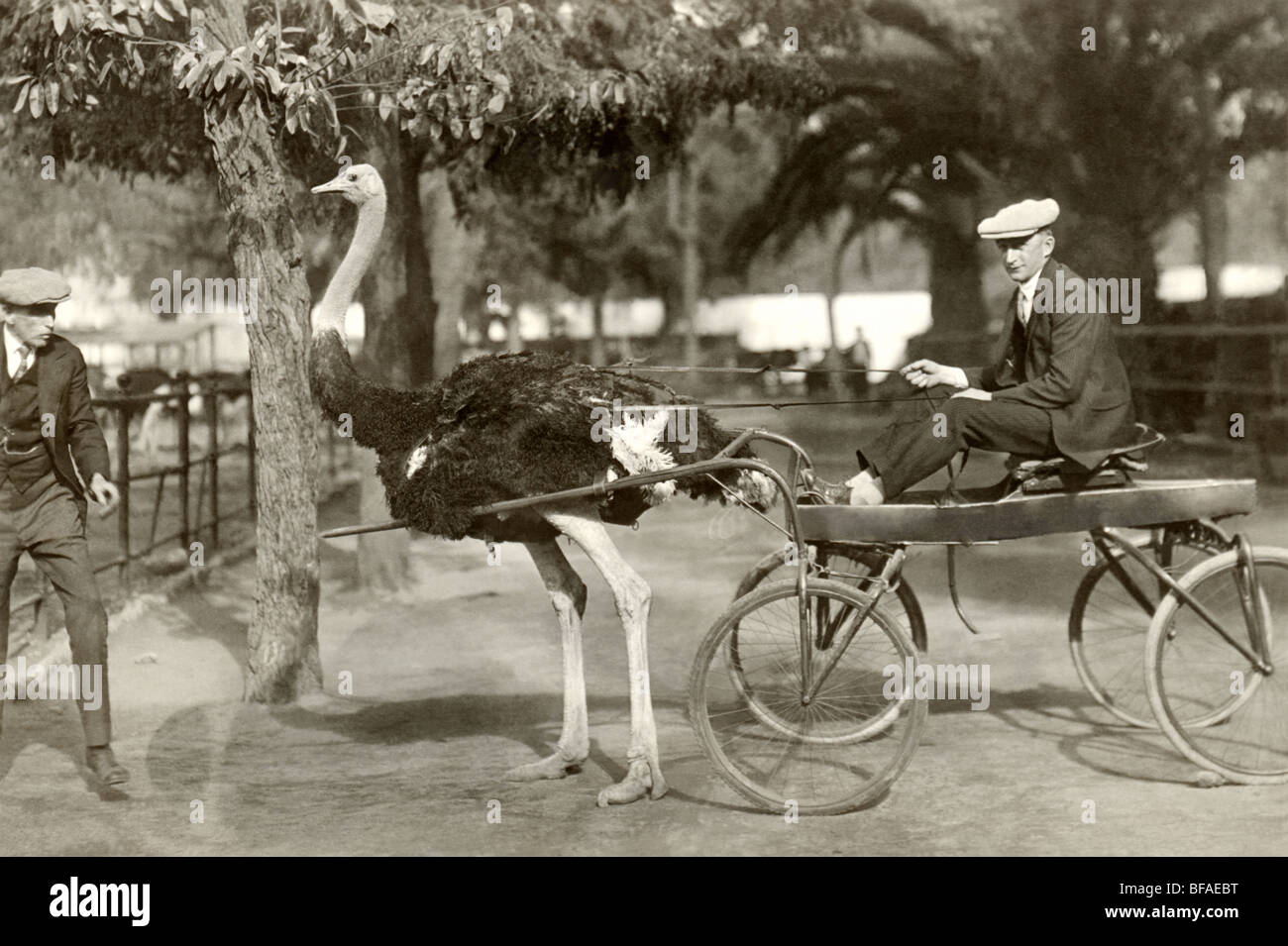 Mann Reiten Strauß Warenkorb Stockfoto