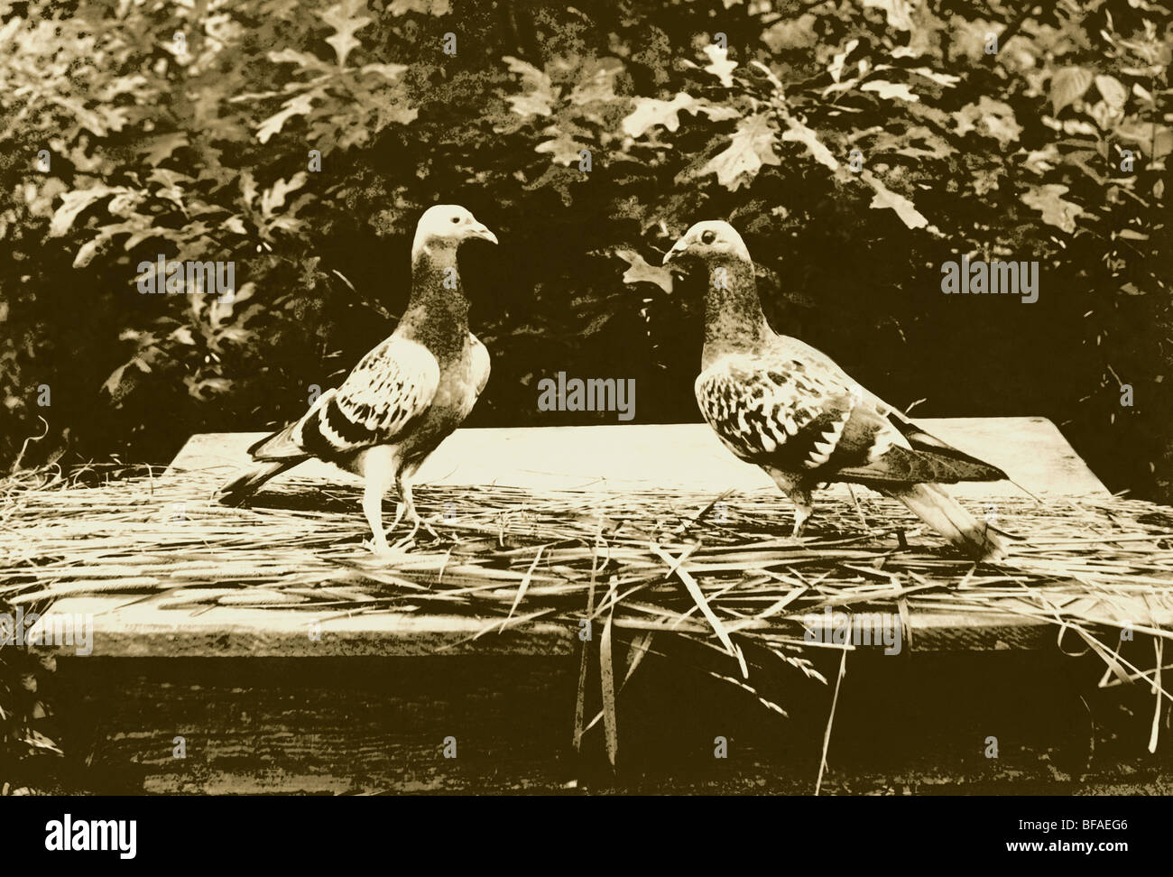 Zwei Tauben konfrontiert miteinander Stockfoto Zwei Tauben konfrontiert miteinander Stockfoto