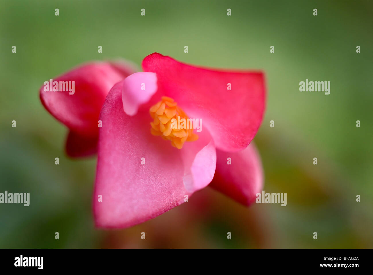 Begonie Blüte, grüner Hintergrund, rosa Blume, Pollen, rote Blume, Stamen, Begonie Stockfoto