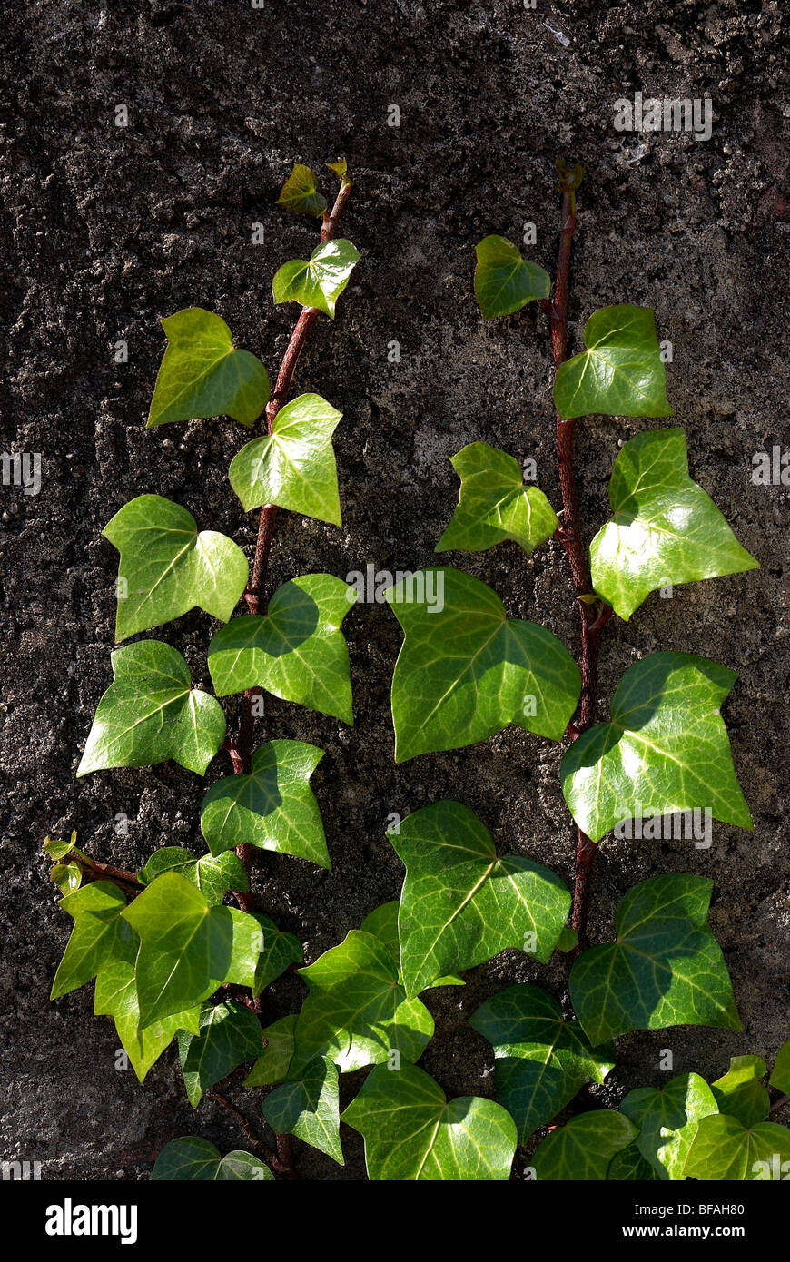 Efeu, grünen Efeu, Efeu an Betonmauer, Schlingpflanze Stockfoto