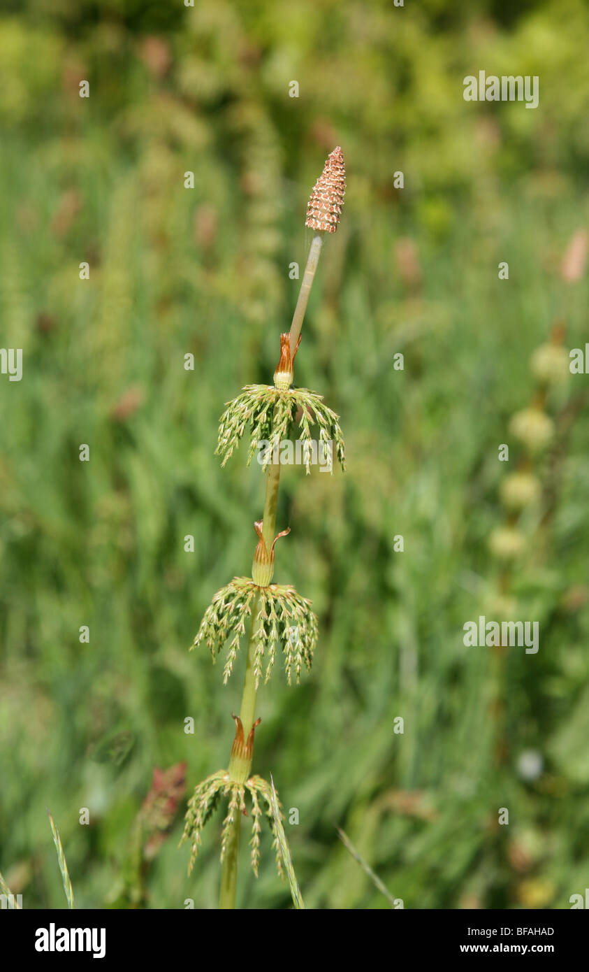 Eine Stute Tail Anlage gerade aus Stockfoto