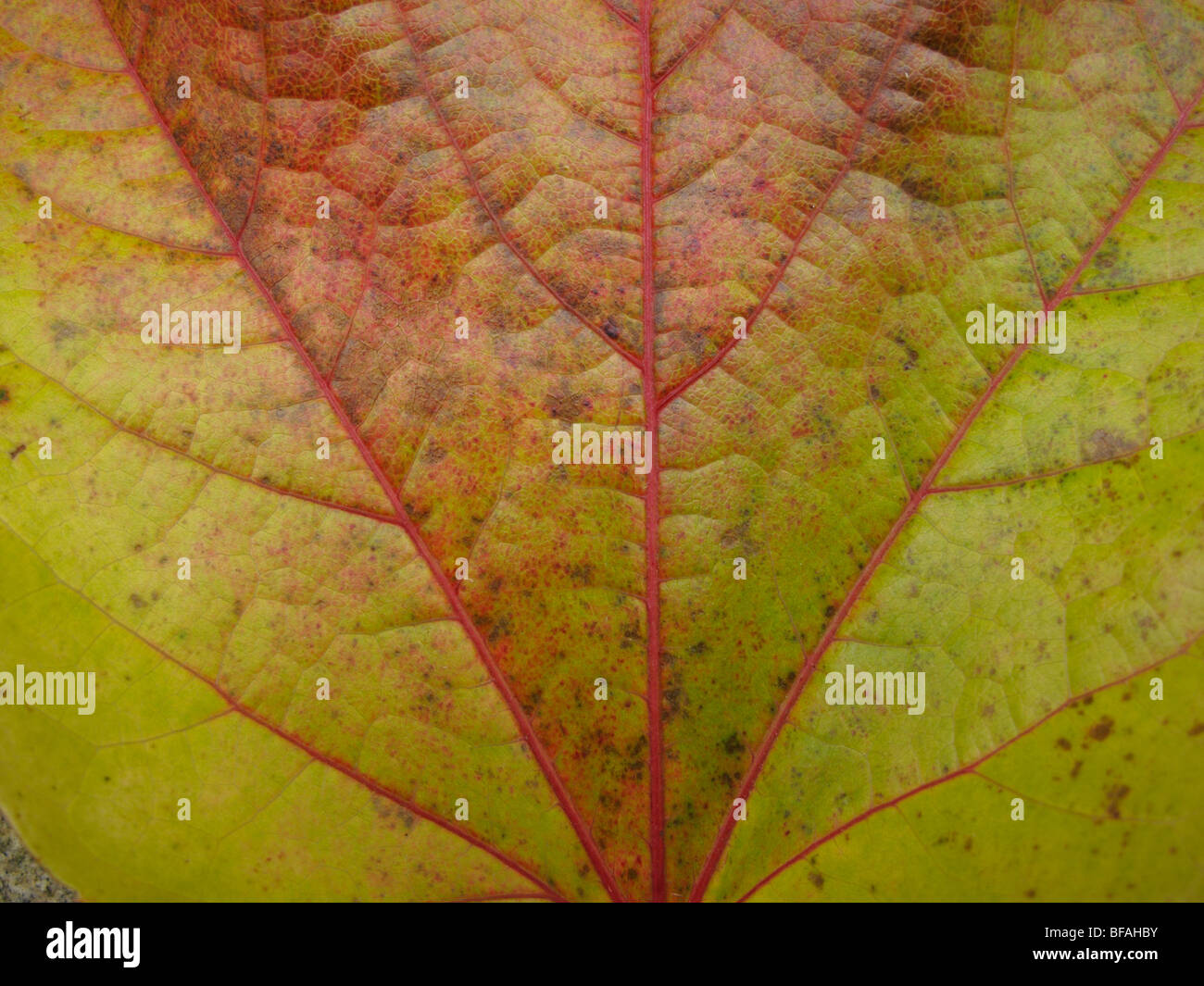 Herbstblatt Stockfoto