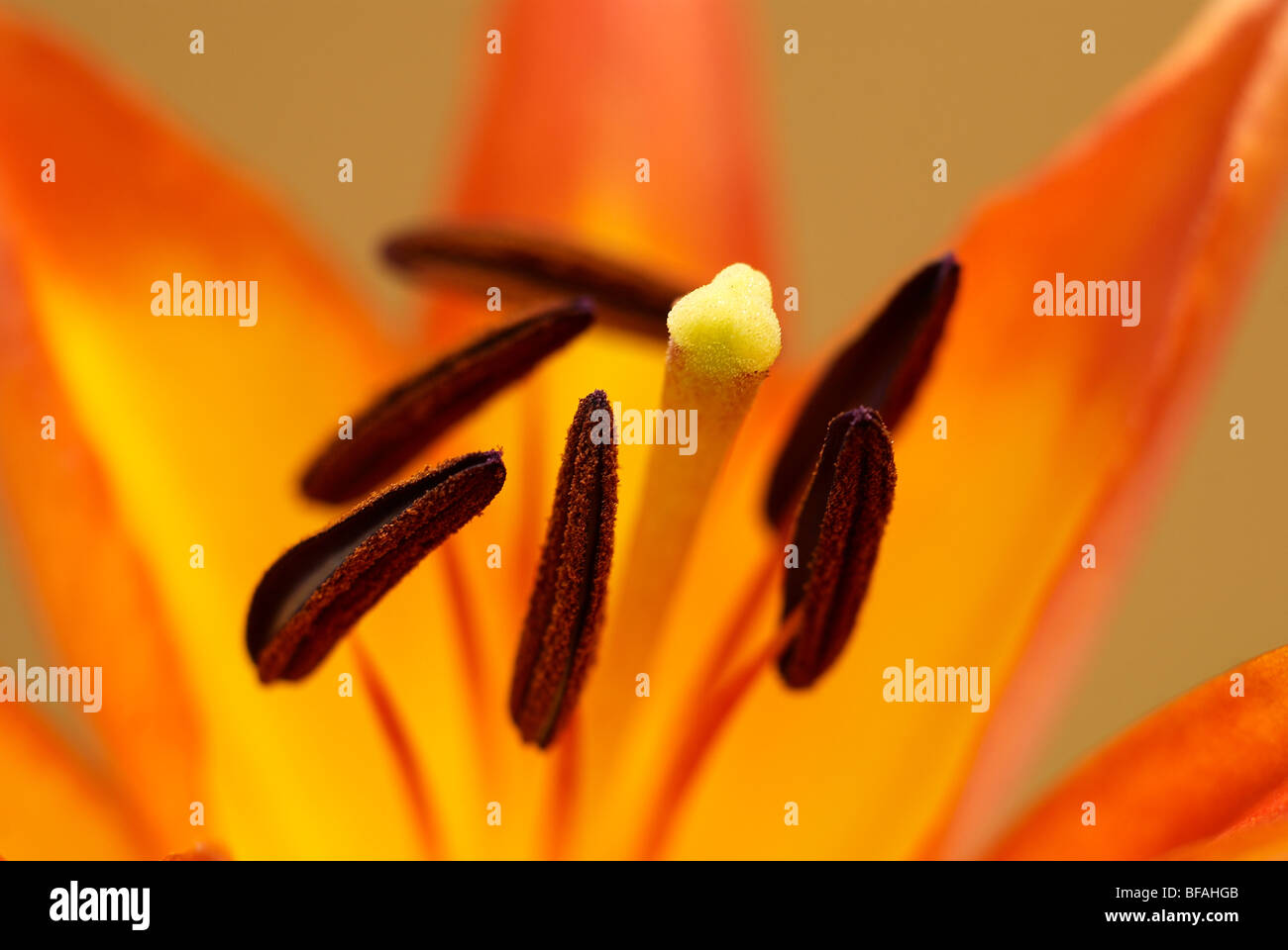 Lily, Hybrid, Hybrid-Lilie, Lilium, Stamen, pollen Stockfoto