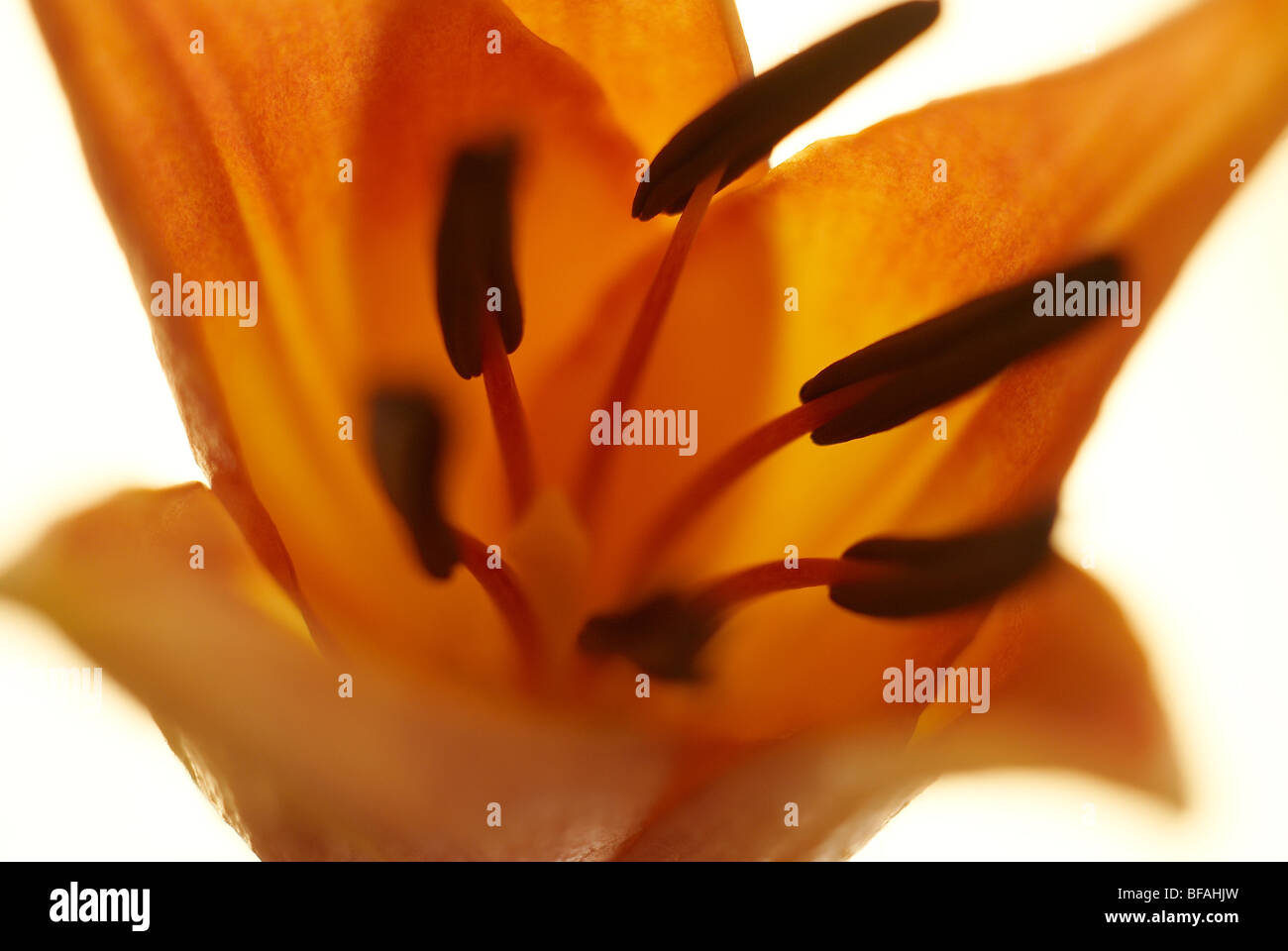 Lily, Hybrid, Hybrid-Lilie, Lilium, Stamen, Orangenblütenwasser, gelbe Blume, Makro, Fokus Stockfoto