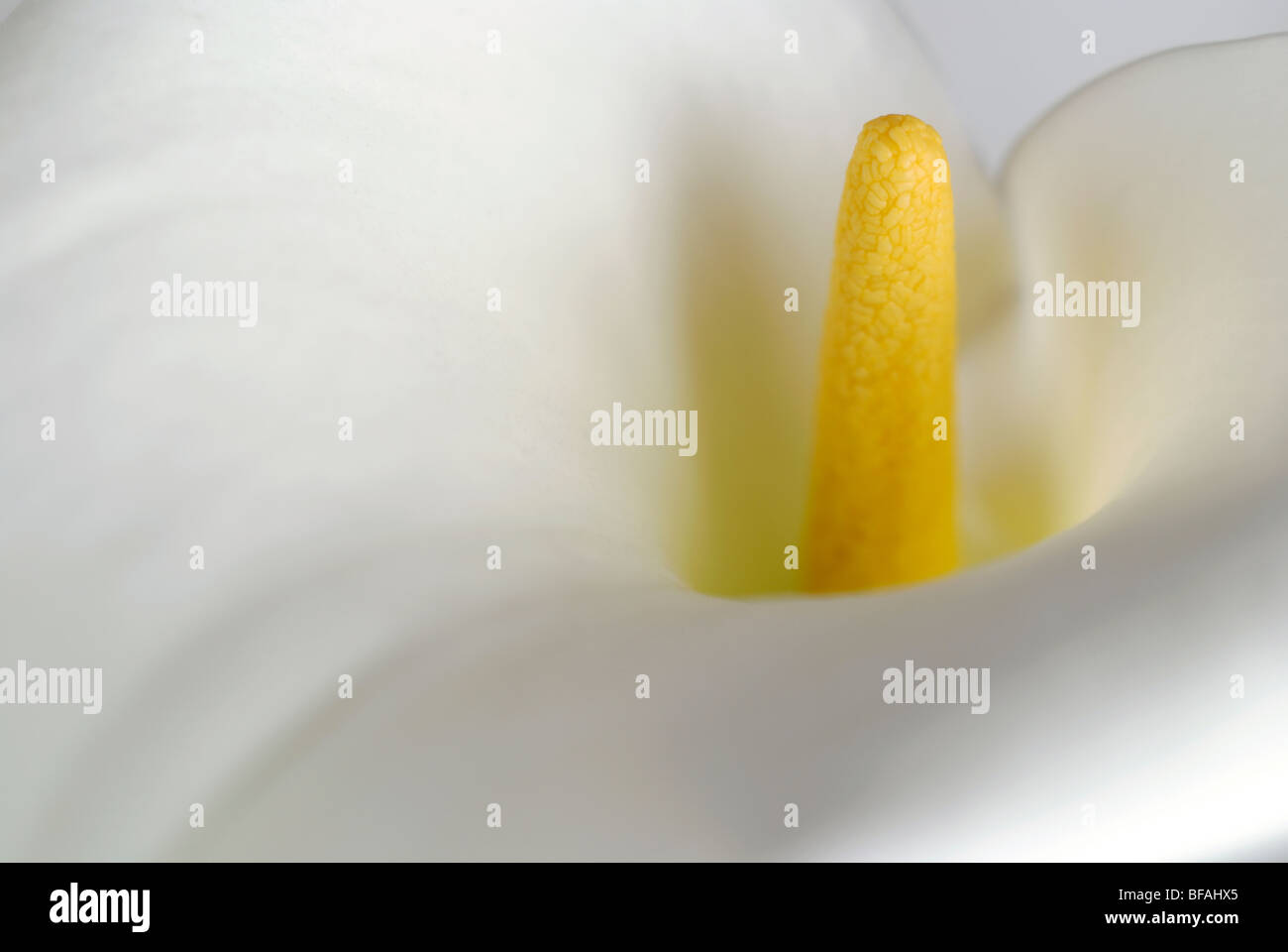 Arum Lilie, Zantedeschia, Aethiopica, weißer Arum Lilie, gelbe Staubgefäße Stockfoto