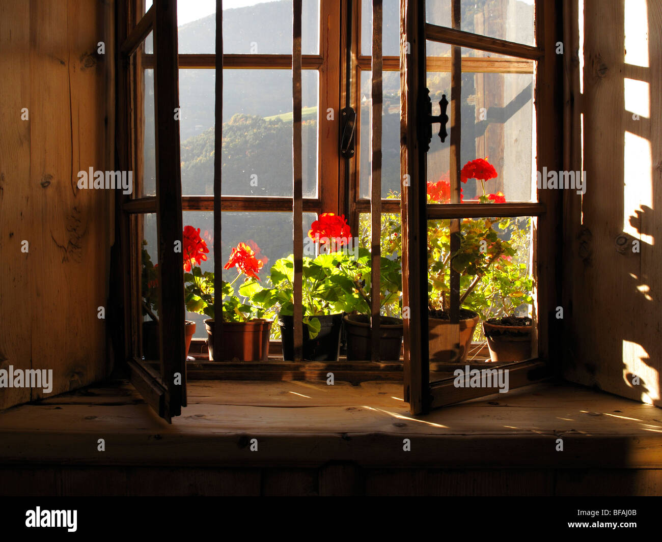 Nahaufnahme der Blüte durch Fenster Stockfoto