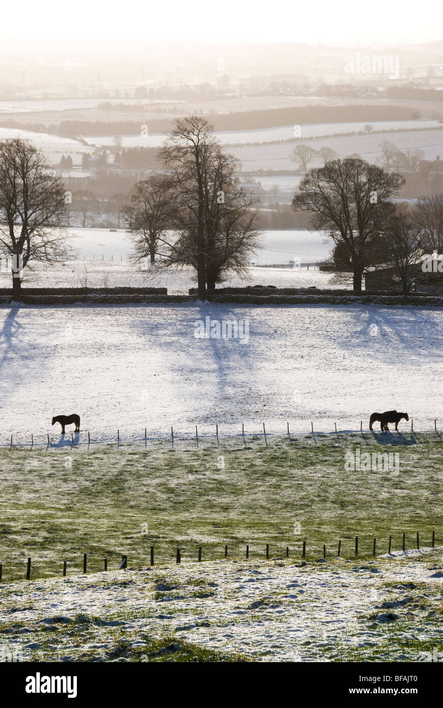 Pferde in einem Feld in Penrith in Cumbria im Schnee Stockfoto