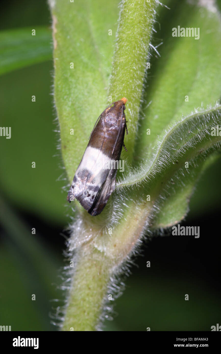 Mikro-Motte (Epiblema Cynosbatella: Tortricidae) imitiert eine Vogel-Dropping, UK. Stockfoto
