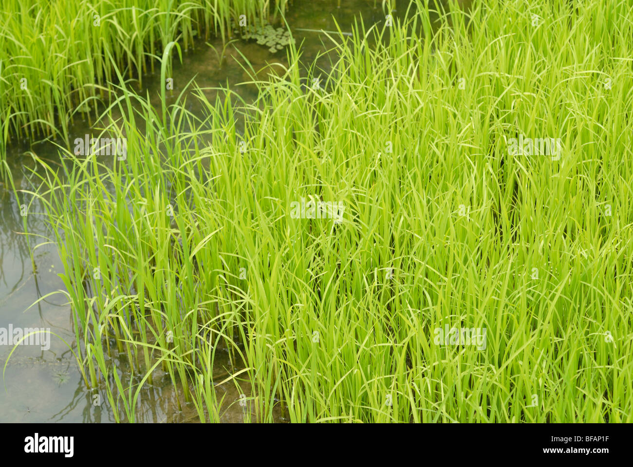 Einem Feld Paddy Reis überfluteten Ackerland für den Anbau von Reis. Grün wächst Reis Stockfoto
