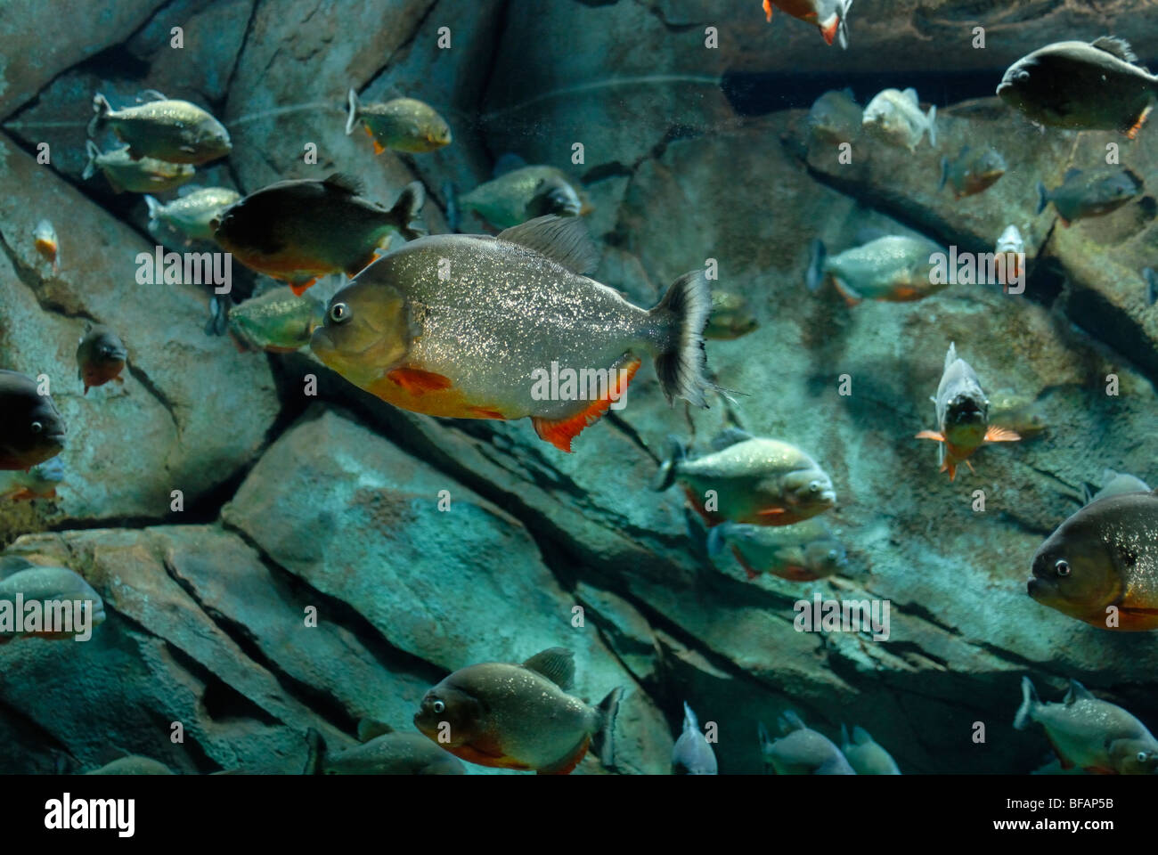 Roter Piranha-Ausstellung, Pygocentrus Nattereri, Georgia Aquarium, Atlanta, GA Stockfoto