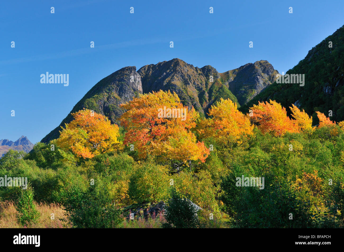 Bäume mit leuchtenden Herbstfarben Stockfoto
