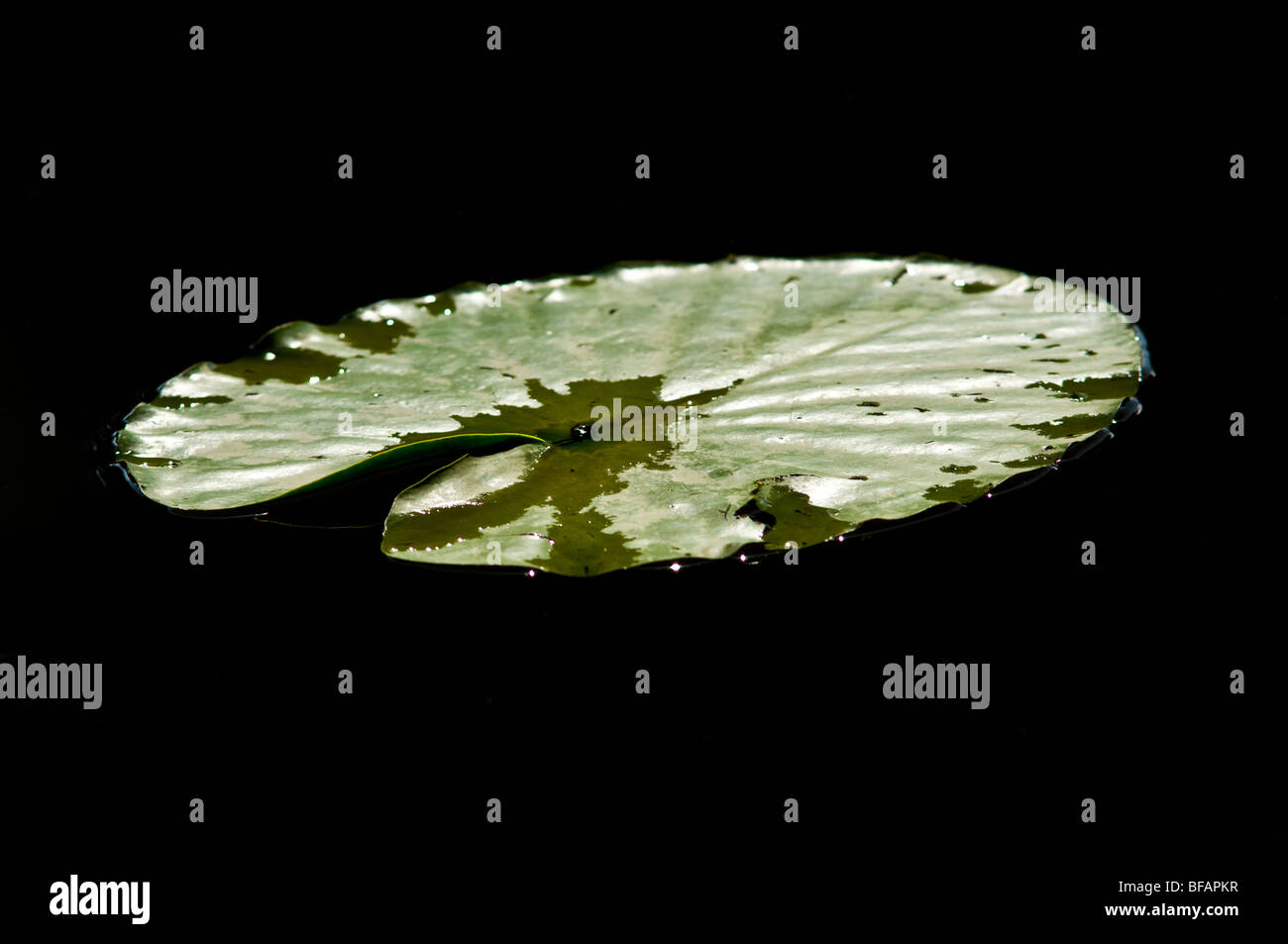 Nahaufnahme eines Blattes Seerose Stockfoto