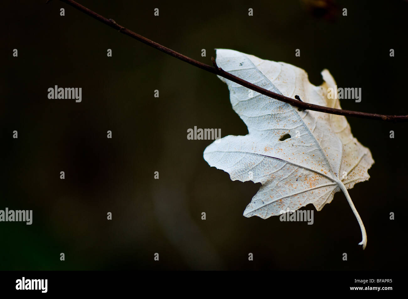 Ein Blatt von einem Baum Rowen gefangen in einem Zweig Stockfoto