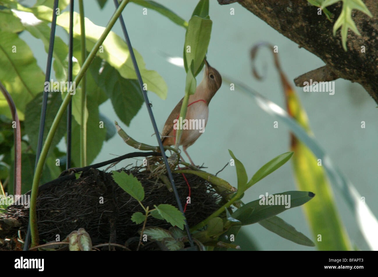 Ein Robin Vogel im Garten. Votorantim, São Paulo, Brasilien. 10.02.2009 um 09:38. Stockfoto