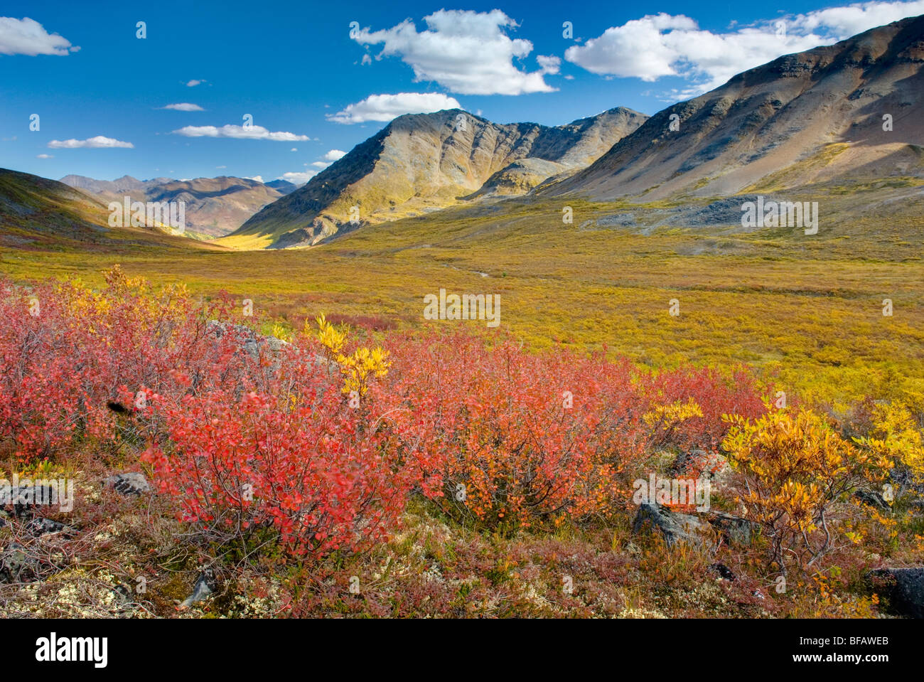 Lebendige Herbst Farben in der Tundra von Grizzly Creek Valley, Tombstone Territorial Park Yukon Kanada Stockfoto