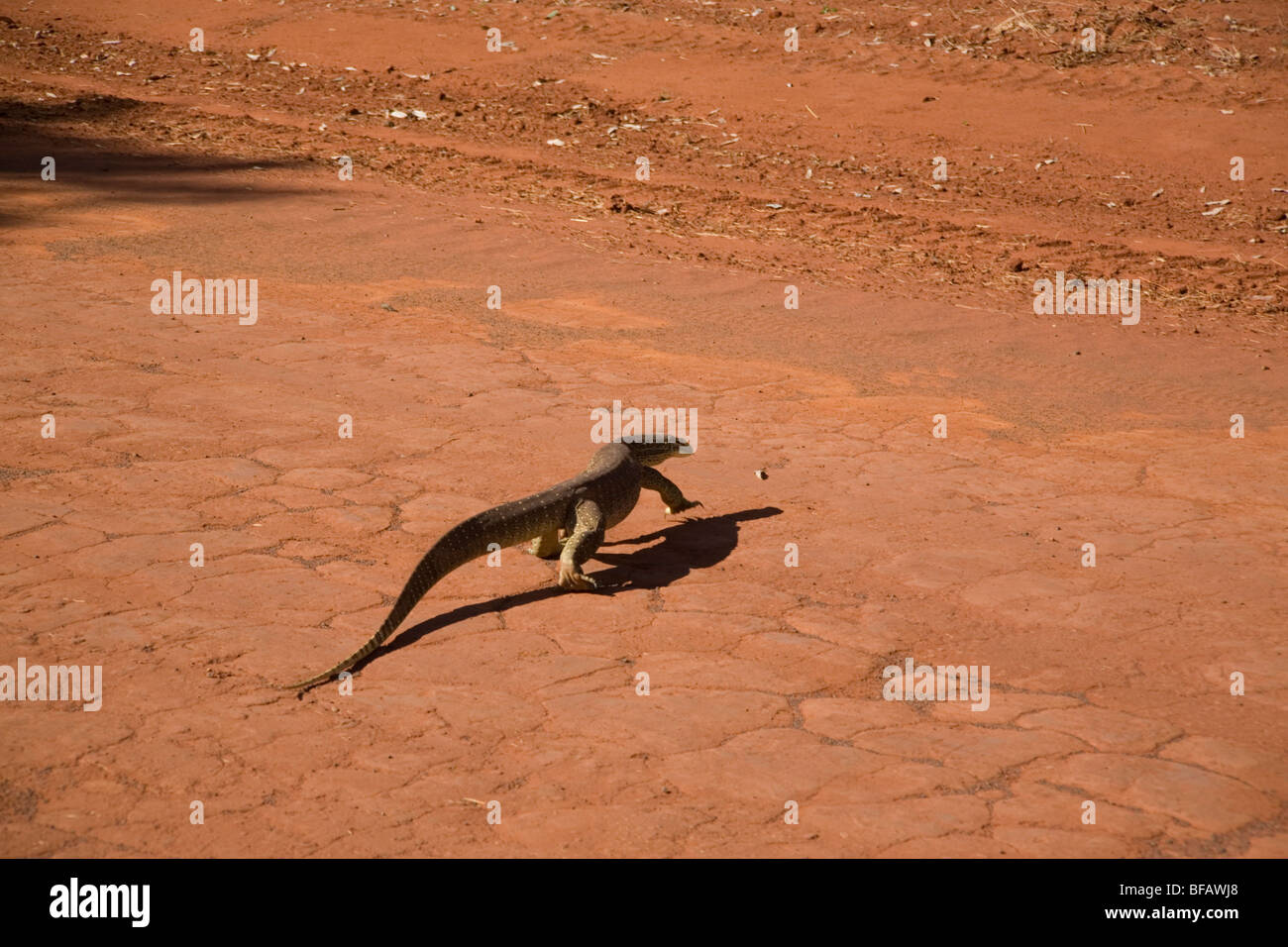 Goanna auf der Gibb River Road – verfolgen Sie ehemalige Viehtreiber durch die Kimberley-Region in Western Australia Stockfoto