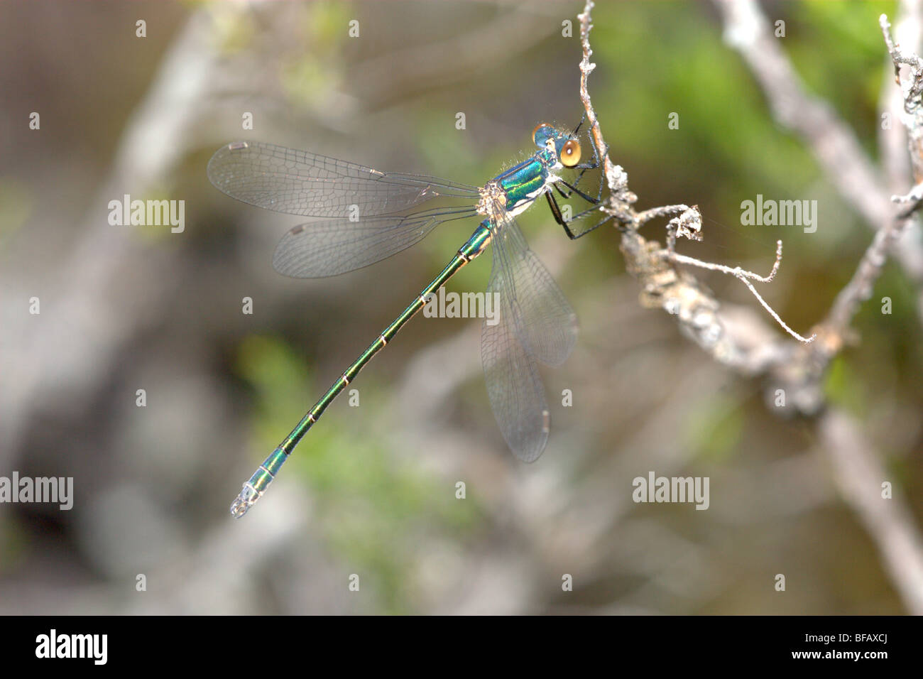 Robuste Spreadwing Damselfly (Lestes Dryas) Stockfoto