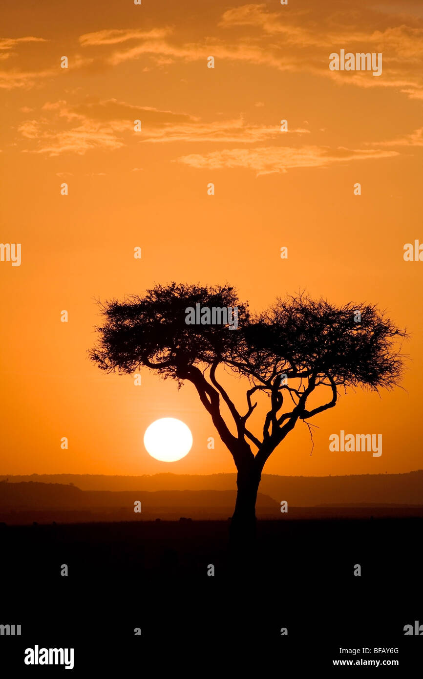 Sonnenuntergang in der Mara - Masai Mara National Reserve, Kenia Stockfoto