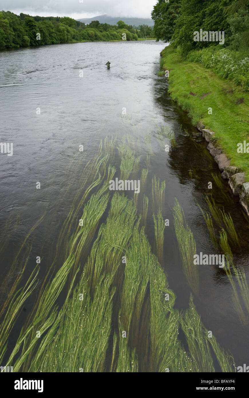 River Spey in Aberlour mit einsamen Fischer Stockfoto