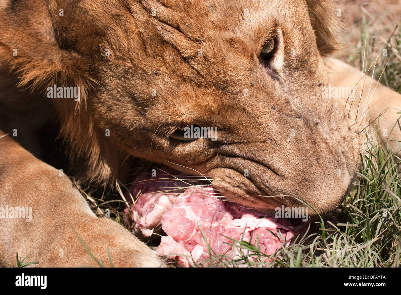 Weiblichen afrikanischen Löwen, Fleisch zu essen, auf dem Boden  Stockfotografie - Alamy