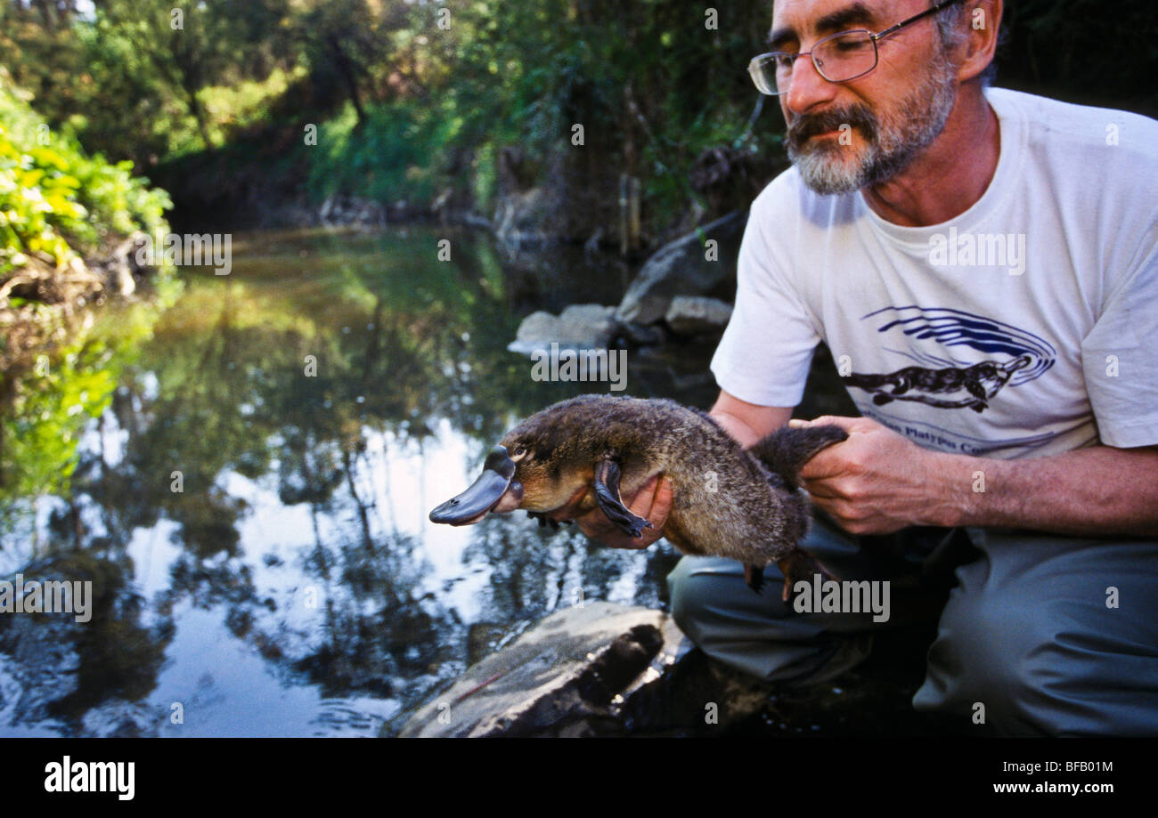 Biologe mit Schnabeltier, Australien Stockfoto