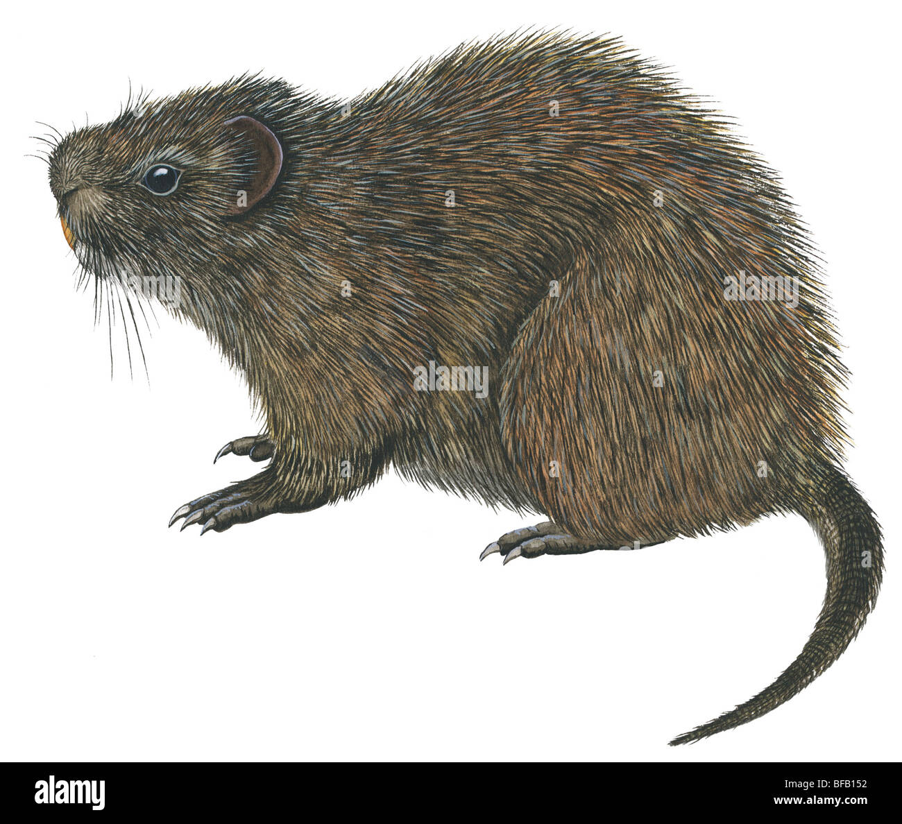 Großen Zuckerrohr Ratte Stockfoto