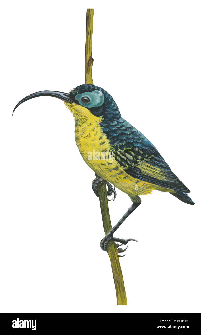 Wattled falsche sunbird Stockfoto Wattled falsche sunbird Stockfoto