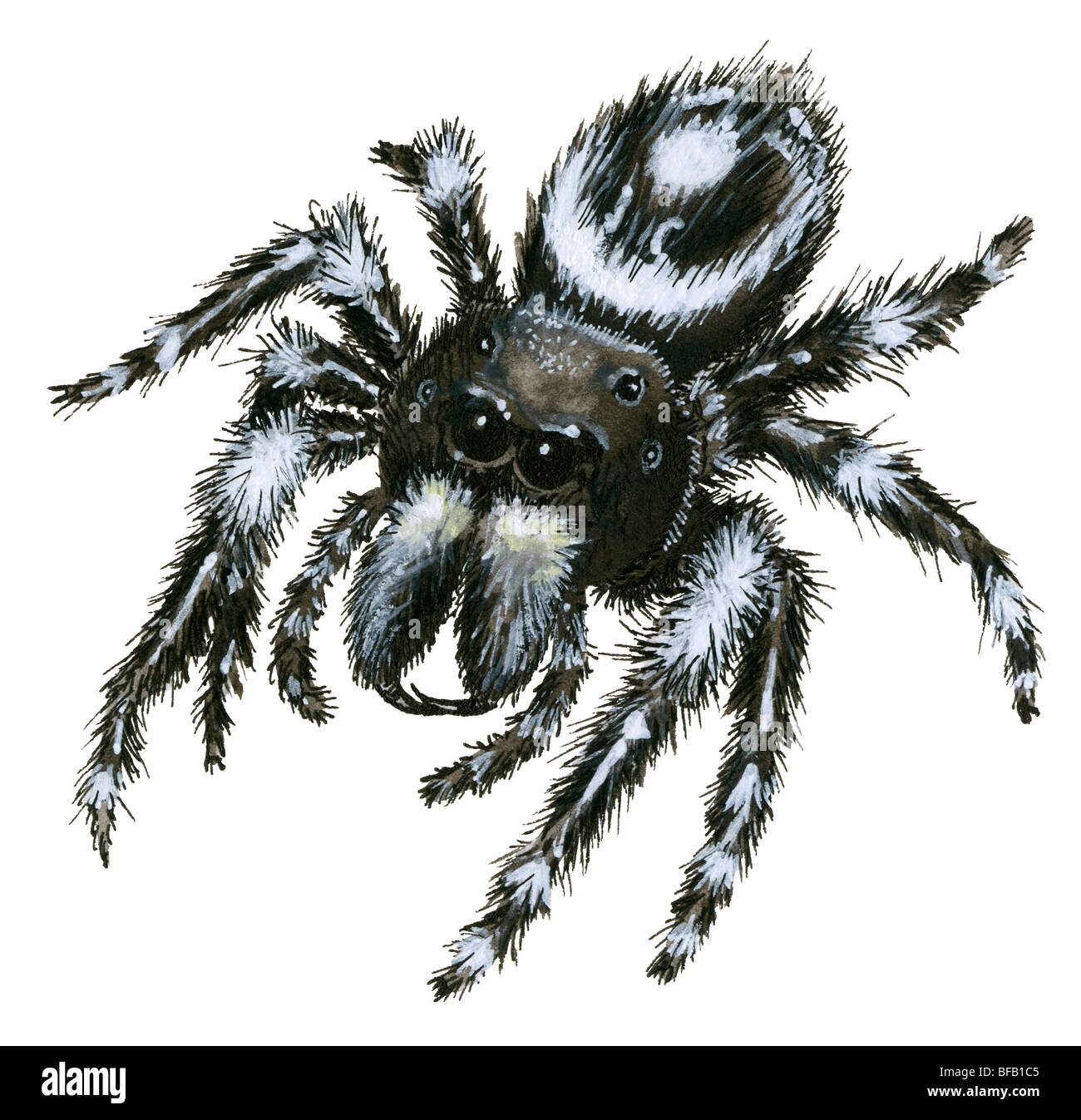 Jumping Spider Stockfoto Jumping Spider Stockfoto