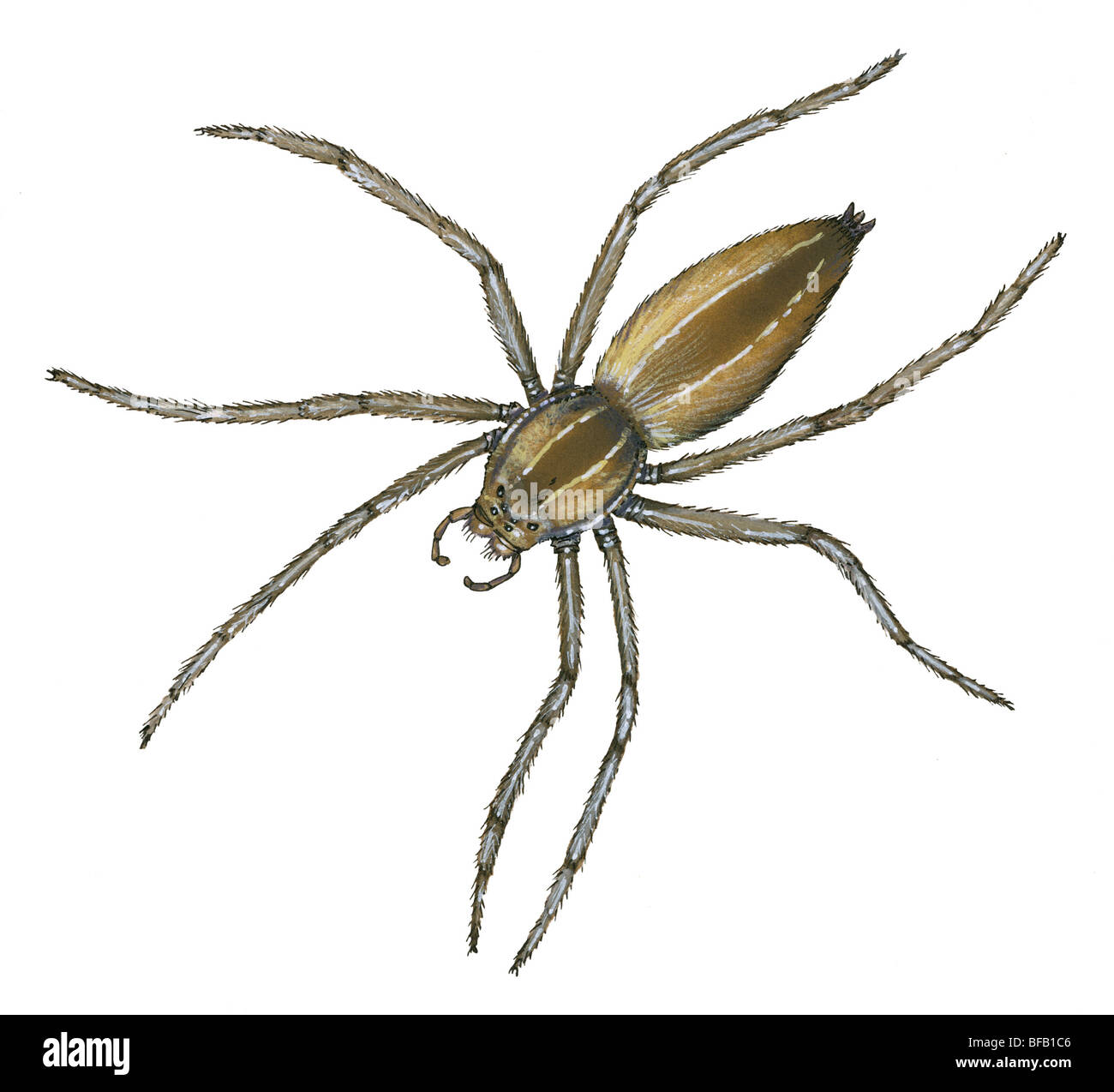 Kindergarten-Web-spider Stockfoto Kindergarten-Web-spider Stockfoto