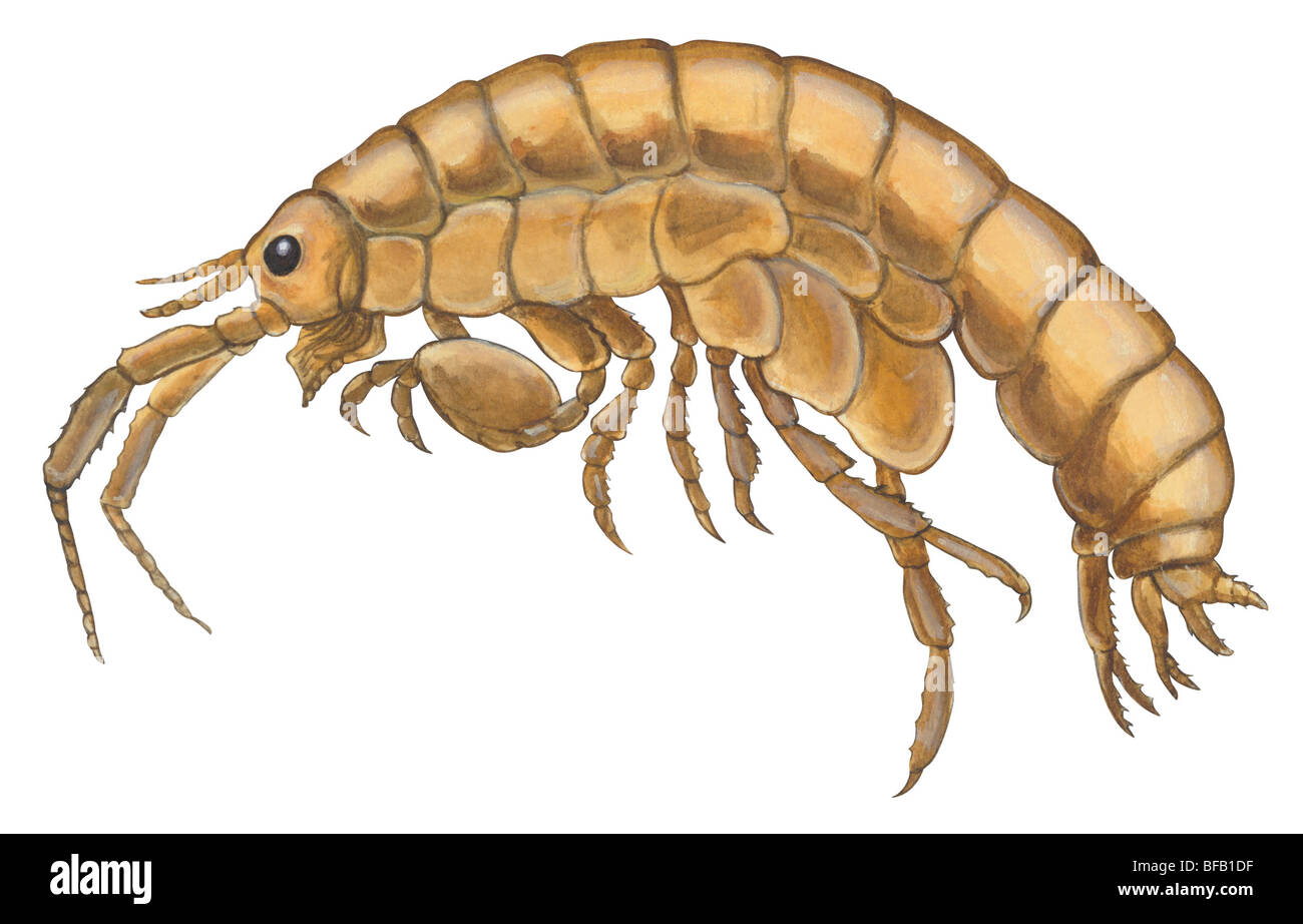 Höhlenflohkrebs Stockfoto