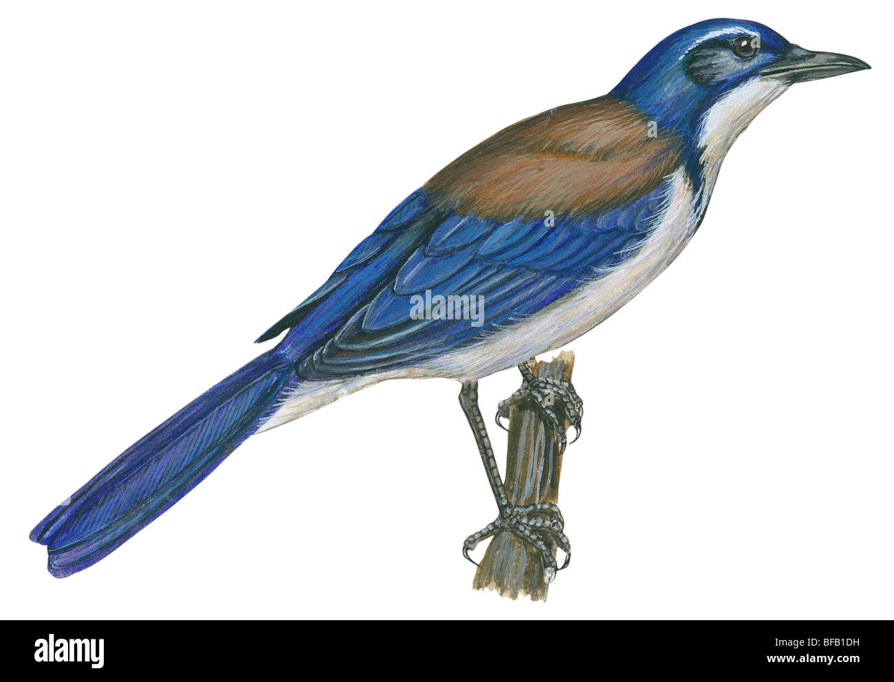 California-Scrub-jay Stockfoto