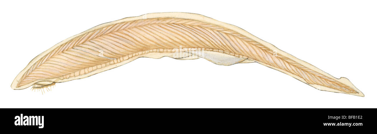 Lanzettfischchen Stockfoto