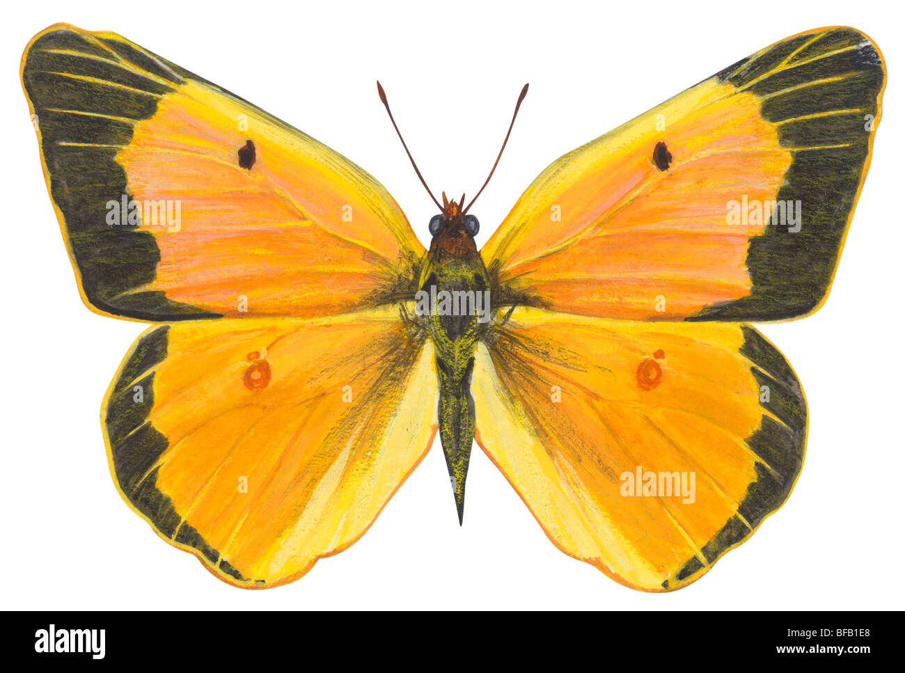 Schwefel-Schmetterling getrübt Stockfoto