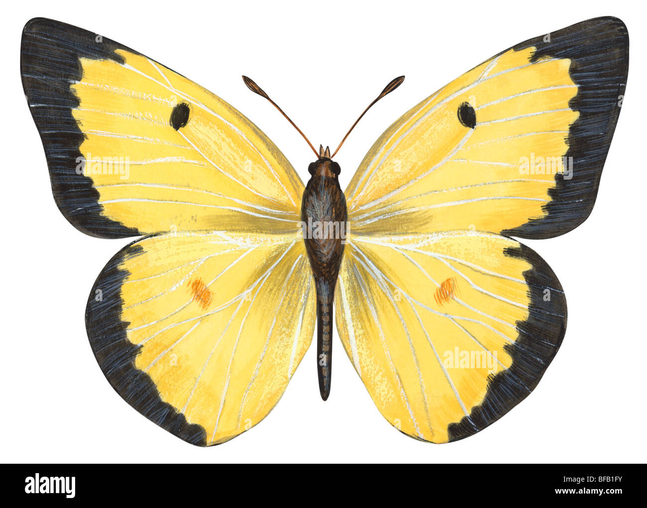 Gemeinsamen Schwefel Schmetterling Stockfoto