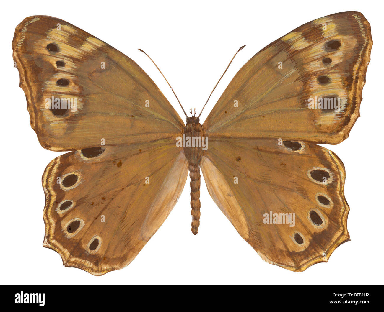 Pearly-Auge Schmetterling Stockfoto