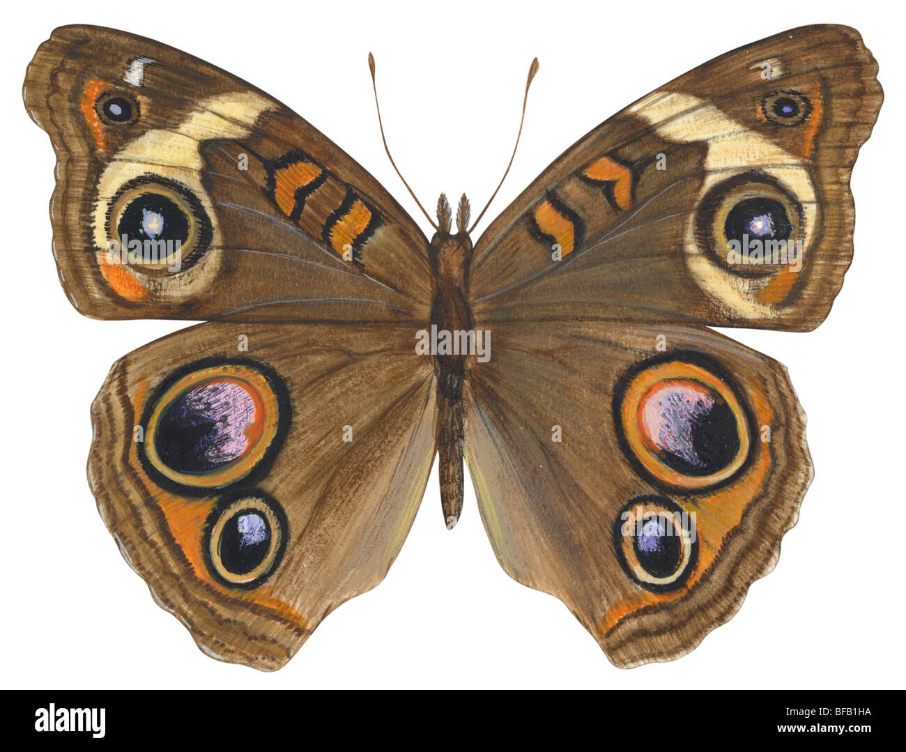 Buckeye Schmetterling Stockfoto