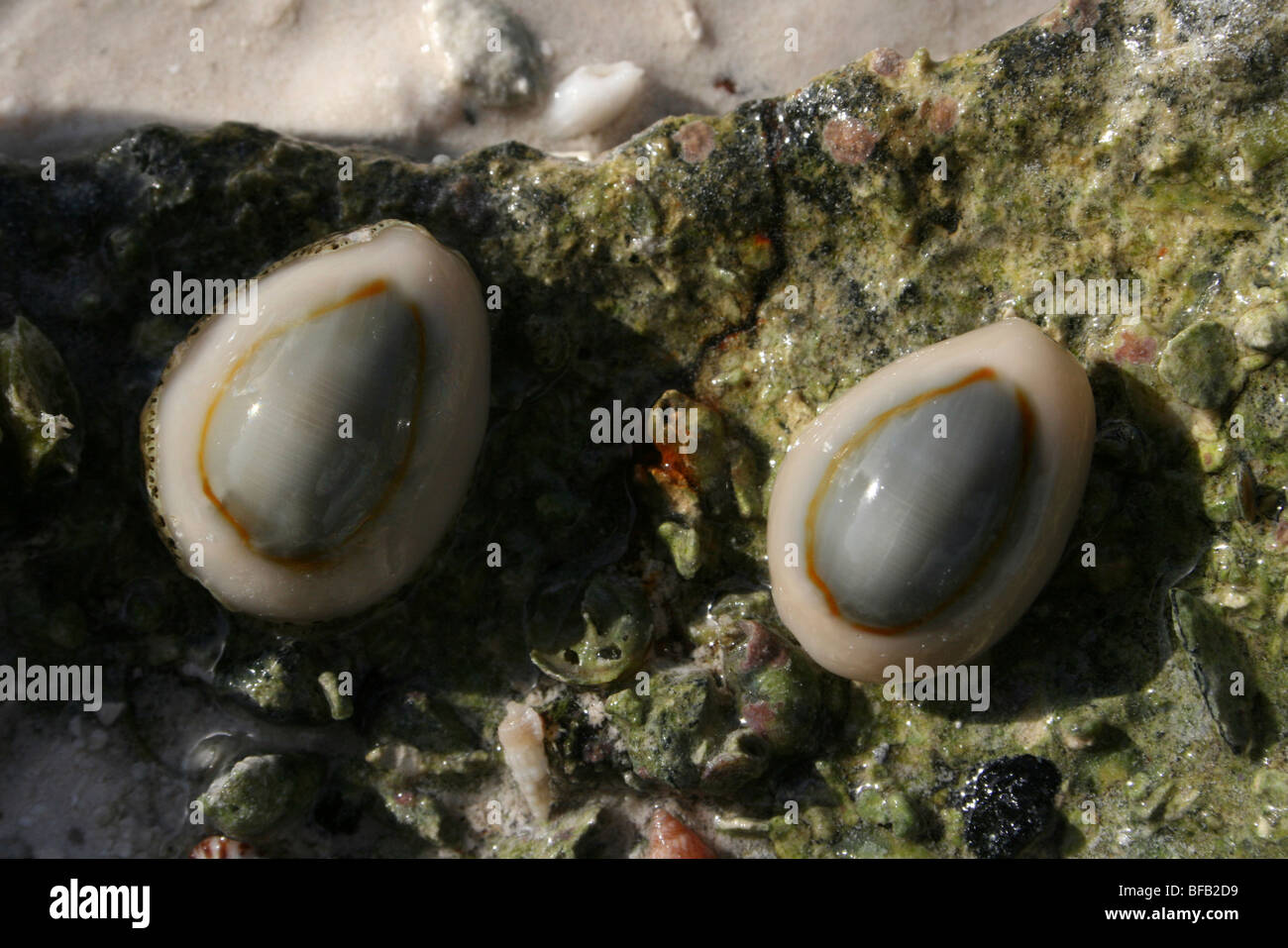 Gold-Ring Kauri Cypraea Annulus In A Rock Pool am Jambiani Beach, Zanzibar Stockfoto