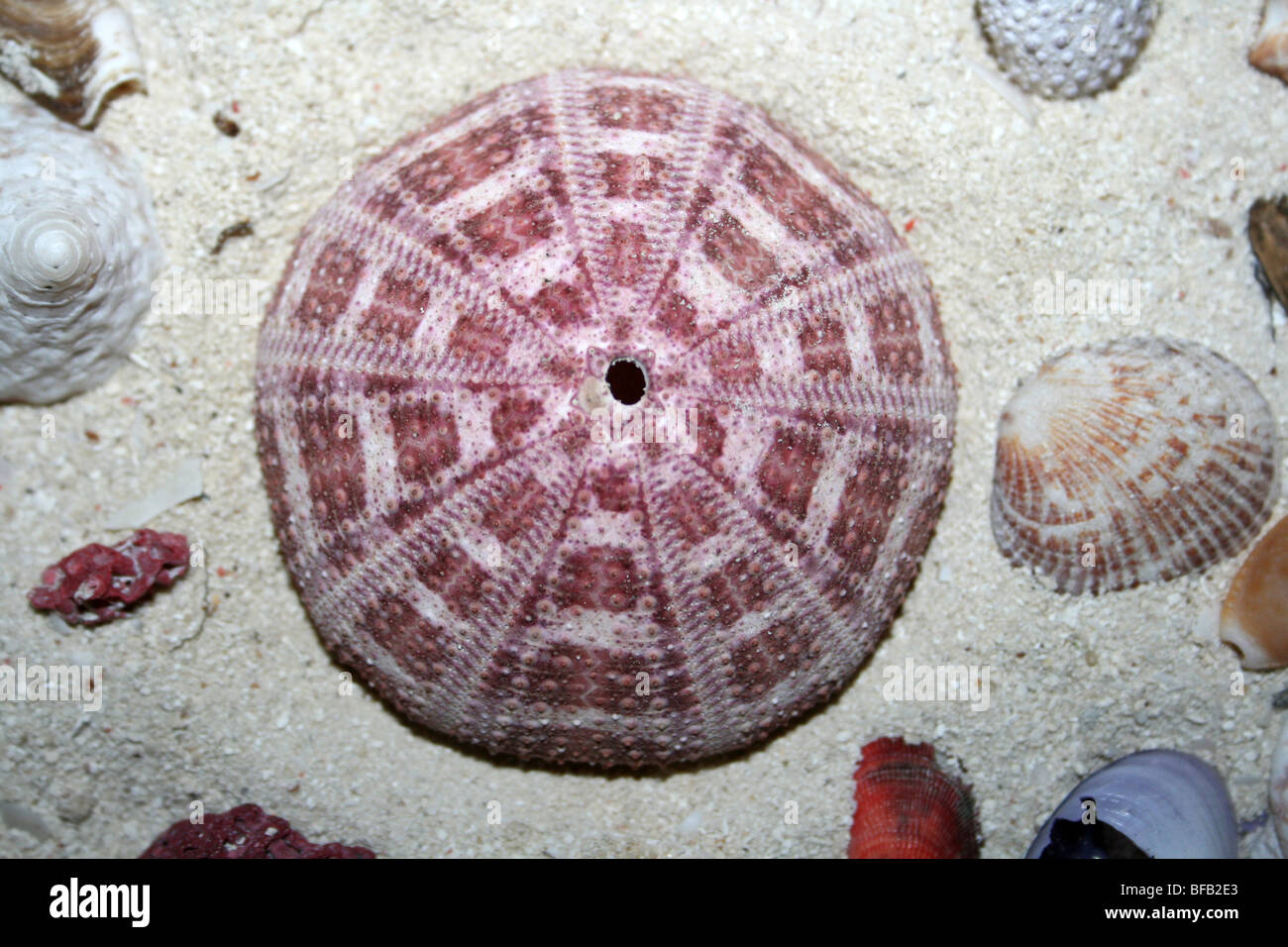 Bunte Test von toten Alfonso Seeigel Toxopneustes pileolus am Jambiani Beach, Sansibar Stockfoto