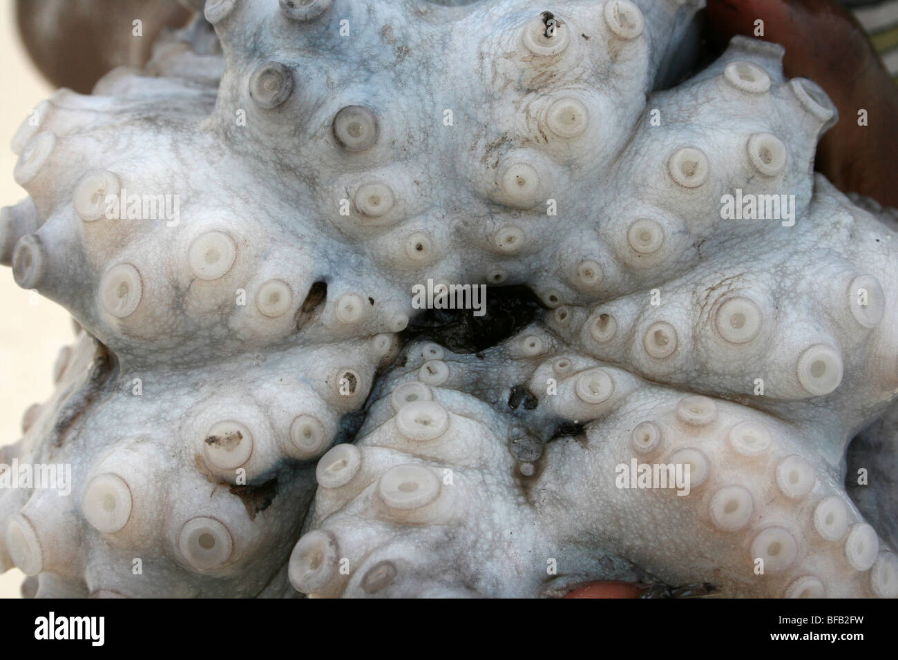 Gemeinsamen Octopus mit Saugnäpfen am Jambiani Beach, Zanzibar Stockfoto